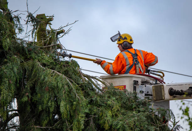 How Our Tree Care Process Works  in  Eagle Lake, TX