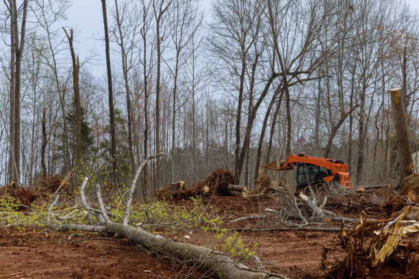 Best Tree and Shrub Care  in Eagle Lake, TX