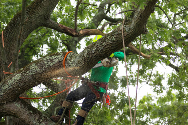 Best Tree Risk Assessment  in Eagle Lake, TX