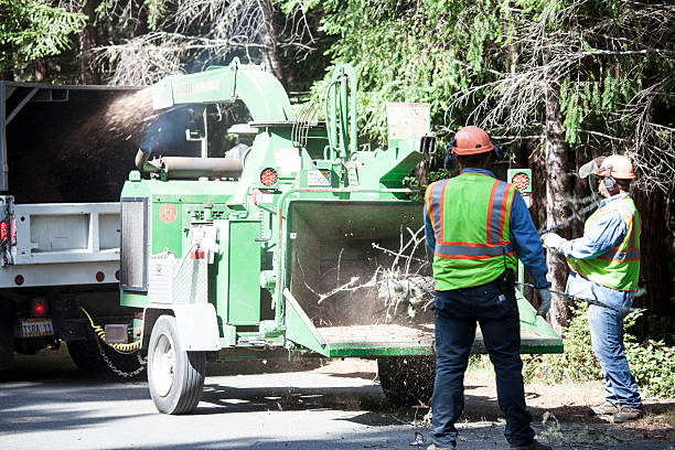 Best Storm Damage Tree Cleanup  in Eagle Lake, TX