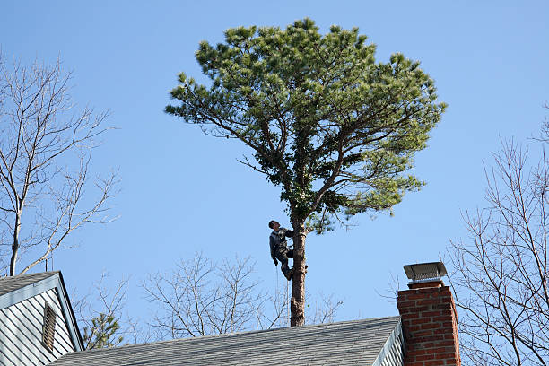 Best Tree Risk Assessment  in Eagle Lake, TX