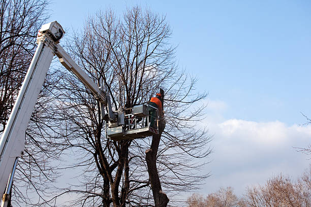 Reliable Eagle Lake, TX Tree Care Solutions