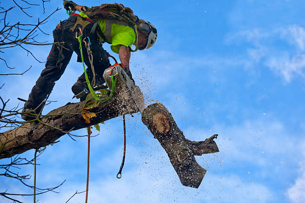 Best Tree Cabling and Bracing  in Eagle Lake, TX